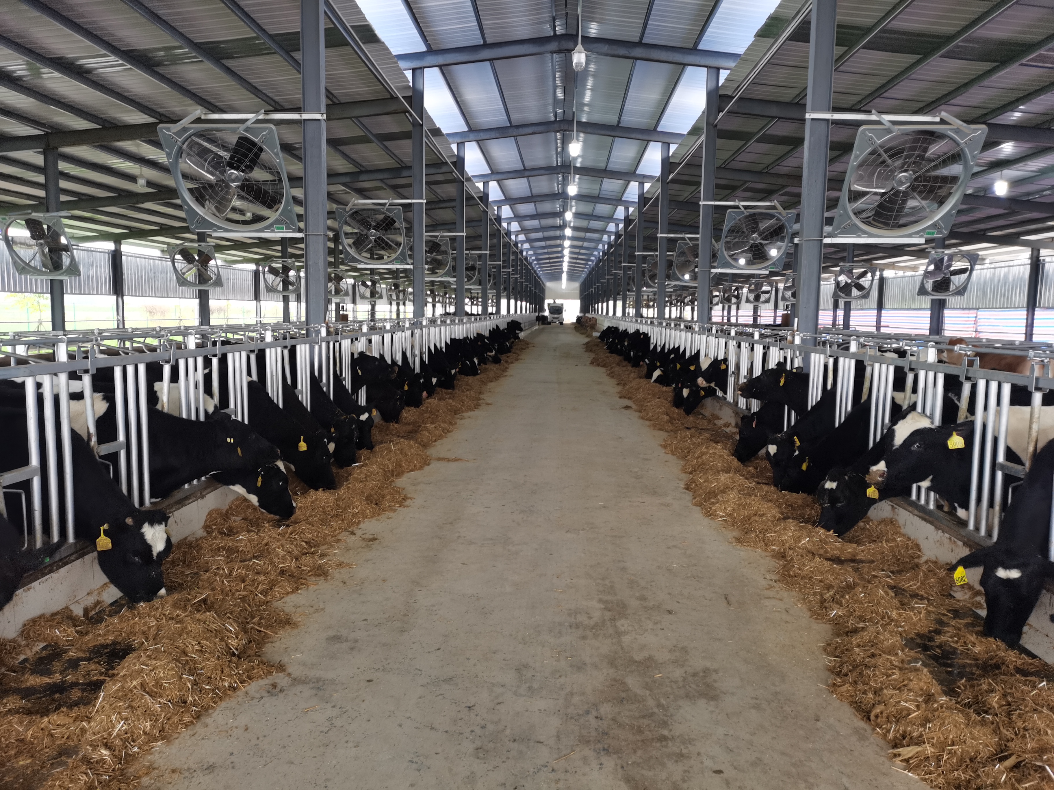 奶牛養(yǎng)殖場