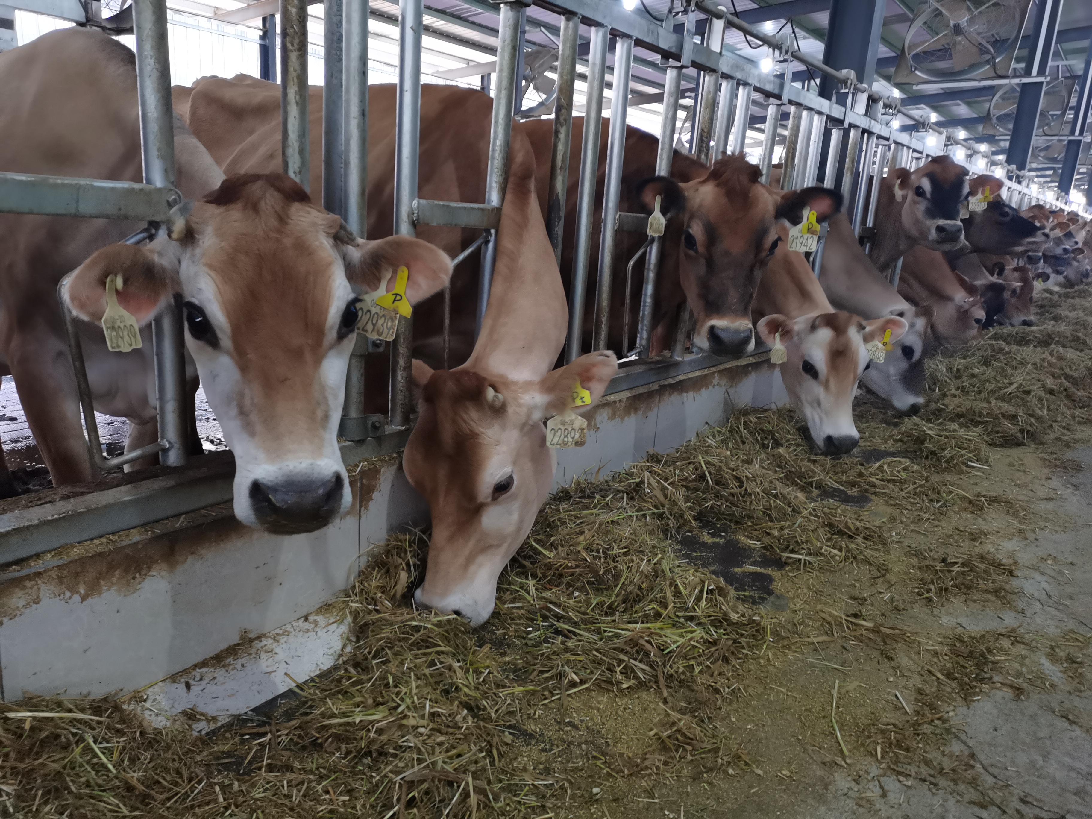 奶牛養(yǎng)殖場