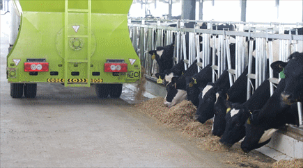 新西蘭進(jìn)口荷斯坦奶牛
